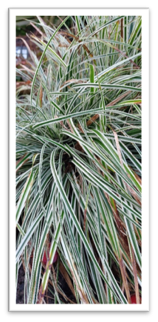 Carex