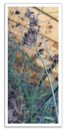 verbena