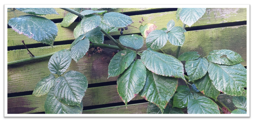 Rubus