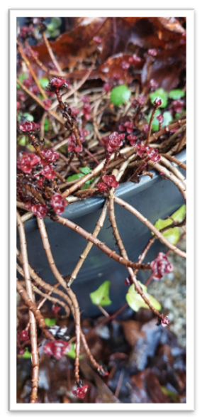 Sedum