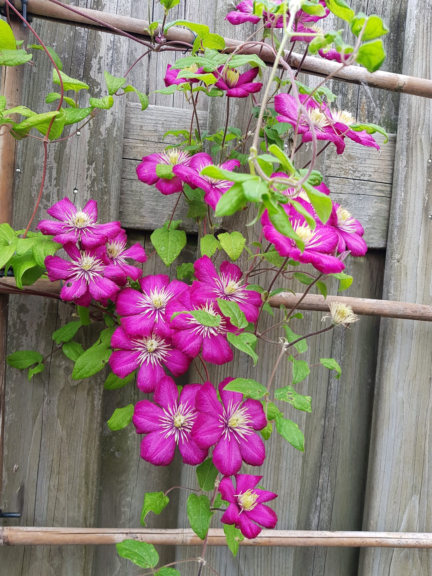 Clematis